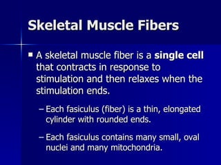 Skeletal Muscle Fibers A skeletal muscle fiber is a  single cell  that contracts in response to stimulation and then relaxes when the stimulation ends. Each fasiculus (fiber) is a thin, elongated cylinder with rounded ends. Each fasiculus contains many small, oval nuclei and many mitochondria. 