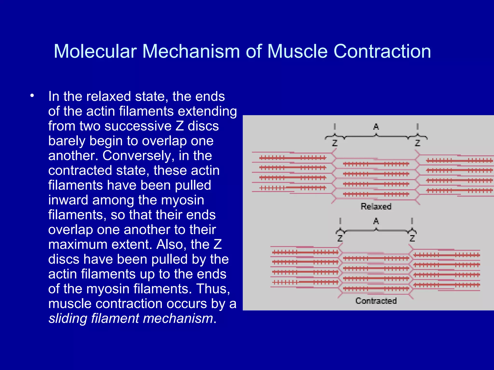 Molecular Mechanism of Muscle Contraction
• In the relaxed state, the ends
of the actin filaments extending
from two successive Z discs
barely begin to overlap one
another. Conversely, in the
contracted state, these actin
filaments have been pulled
inward among the myosin
filaments, so that their ends
overlap one another to their
maximum extent. Also, the Z
discs have been pulled by the
actin filaments up to the ends
of the myosin filaments. Thus,
muscle contraction occurs by a
sliding filament mechanism.
 