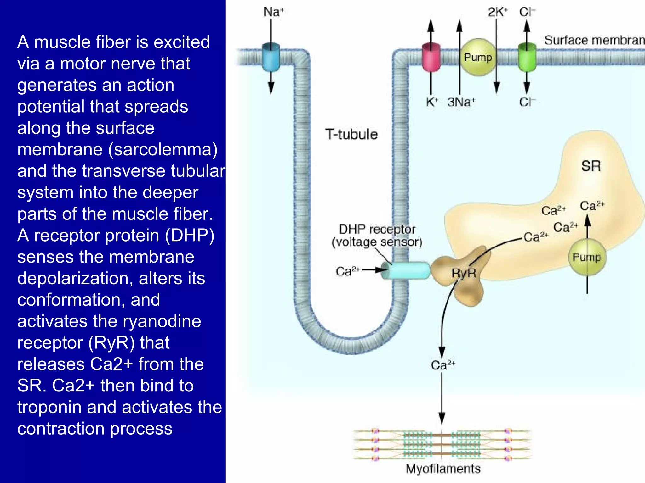 A muscle fiber is excited
via a motor nerve that
generates an action
potential that spreads
along the surface
membrane (sarcolemma)
and the transverse tubular
system into the deeper
parts of the muscle fiber.
A receptor protein (DHP)
senses the membrane
depolarization, alters its
conformation, and
activates the ryanodine
receptor (RyR) that
releases Ca2+ from the
SR. Ca2+ then bind to
troponin and activates the
contraction process
 