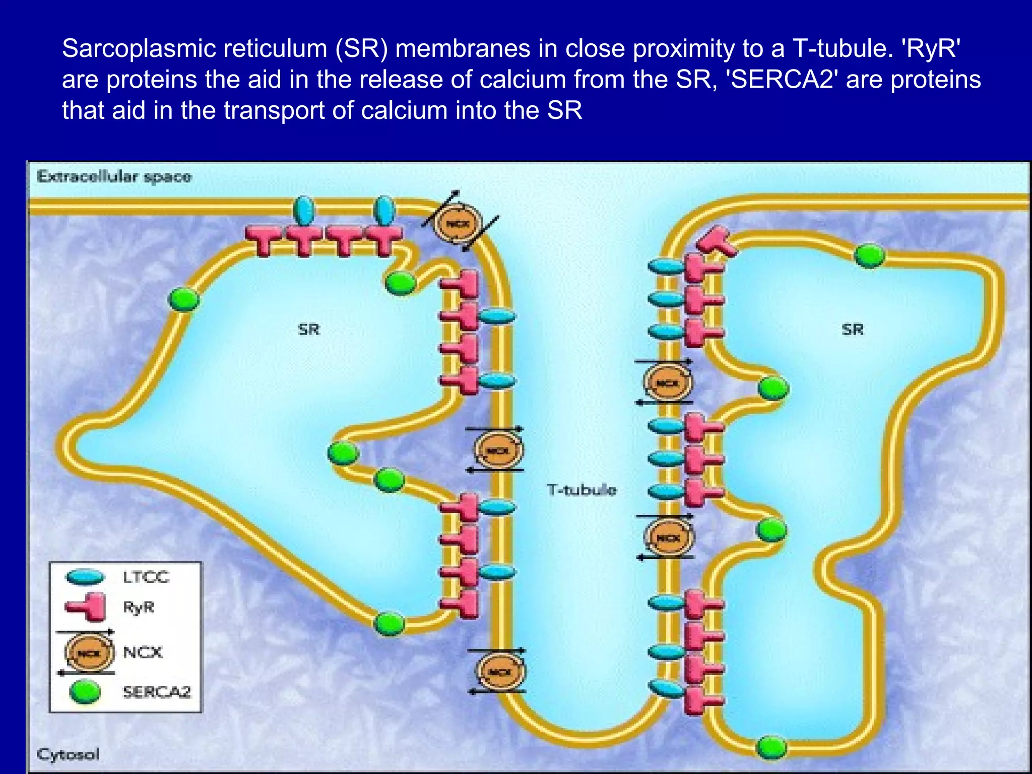Sarcoplasmic reticulum (SR) membranes in close proximity to a T-tubule. 'RyR'
are proteins the aid in the release of calcium from the SR, 'SERCA2' are proteins
that aid in the transport of calcium into the SR
 