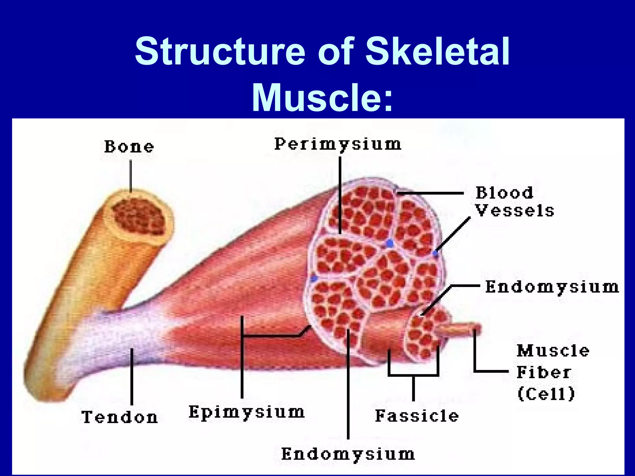 Structure of Skeletal
Muscle:
 