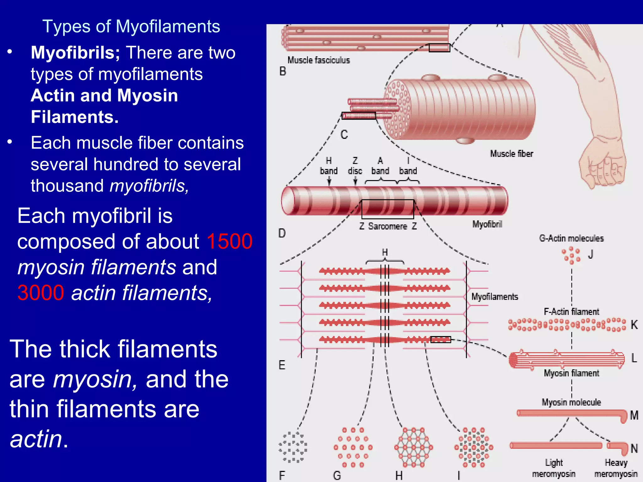 Types of Myofilaments
• Myofibrils; There are two
types of myofilaments
Actin and Myosin
Filaments.
• Each muscle fiber contains
several hundred to several
thousand myofibrils,
Each myofibril is
composed of about 1500
myosin filaments and
3000 actin filaments,
The thick filaments
are myosin, and the
thin filaments are
actin.
 