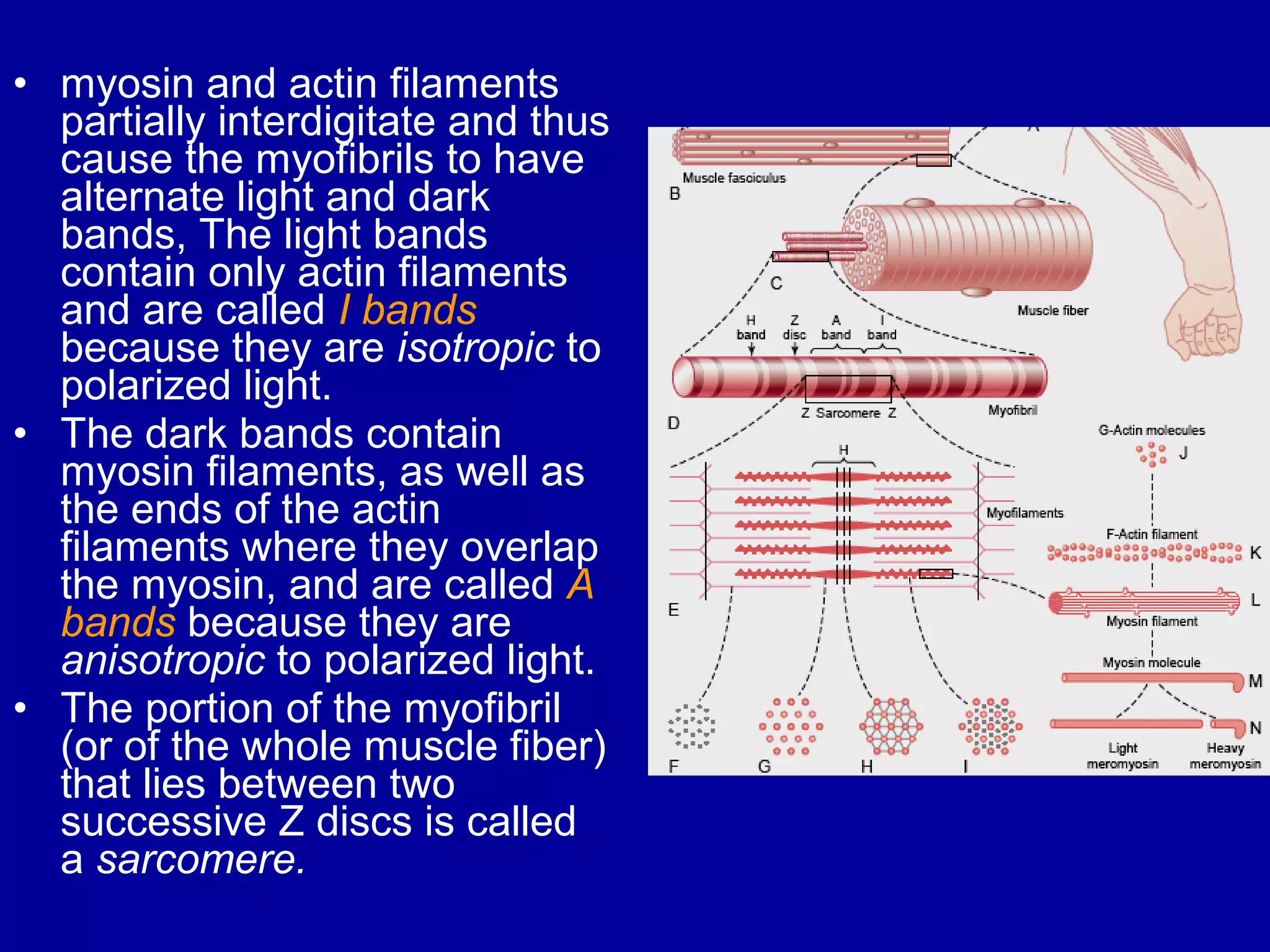 • myosin and actin filaments
partially interdigitate and thus
cause the myofibrils to have
alternate light and dark
bands, The light bands
contain only actin filaments
and are called I bands
because they are isotropic to
polarized light.
• The dark bands contain
myosin filaments, as well as
the ends of the actin
filaments where they overlap
the myosin, and are called A
bands because they are
anisotropic to polarized light.
• The portion of the myofibril
(or of the whole muscle fiber)
that lies between two
successive Z discs is called
a sarcomere.
 