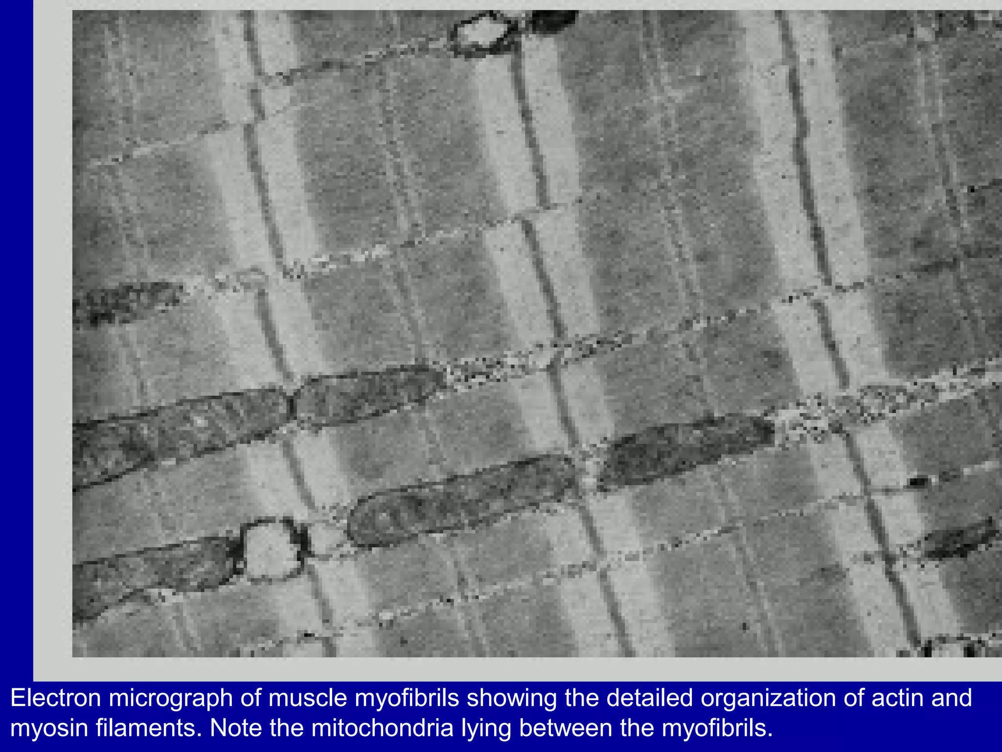 Electron micrograph of muscle myofibrils showing the detailed organization of actin and
myosin filaments. Note the mitochondria lying between the myofibrils.
 