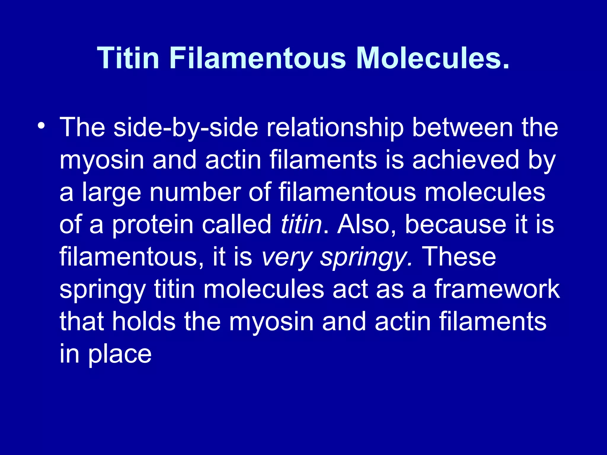 Titin Filamentous Molecules.
• The side-by-side relationship between the
myosin and actin filaments is achieved by
a large number of filamentous molecules
of a protein called titin. Also, because it is
filamentous, it is very springy. These
springy titin molecules act as a framework
that holds the myosin and actin filaments
in place
 