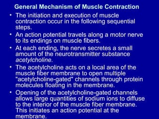 General Mechanism of Muscle Contraction
• The initiation and execution of muscle
contraction occur in the following sequential
steps.
• An action potential travels along a motor nerve
to its endings on muscle fibers.
• At each ending, the nerve secretes a small
amount of the neurotransmitter substance
acetylcholine.
• The acetylcholine acts on a local area of the
muscle fiber membrane to open multiple
"acetylcholine-gated" channels through protein
molecules floating in the membrane.
• Opening of the acetylcholine-gated channels
allows large quantities of sodium ions to diffuse
to the interior of the muscle fiber membrane.
This initiates an action potential at the
membrane.
 