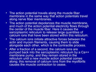 • The action potential travels along the muscle fiber
membrane in the same way that action potentials travel
along nerve fiber membranes.
• The action potential depolarizes the muscle membrane,
and much of the action potential electricity flows through
the center of the muscle fiber. Here it causes the
sarcoplasmic reticulum to release large quantities of
calcium ions that have been stored within this reticulum.
• The calcium ions initiate attractive forces between the
actin and myosin filaments, causing them to slide
alongside each other, which is the contractile process.
• After a fraction of a second, the calcium ions are
pumped back into the sarcoplasmic reticulum by a Ca++
membrane pump, and they remain stored in the
reticulum until a new muscle action potential comes
along; this removal of calcium ions from the myofibrils
causes the muscle contraction to cease.
 