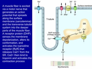 A muscle fiber is excited
via a motor nerve that
generates an action
potential that spreads
along the surface
membrane (sarcolemma)
and the transverse tubular
system into the deeper
parts of the muscle fiber.
A receptor protein (DHP)
senses the membrane
depolarization, alters its
conformation, and
activates the ryanodine
receptor (RyR) that
releases Ca2+ from the
SR. Ca2+ then bind to
troponin and activates the
contraction process
 