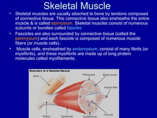Skeletal Muscle
• Skeletal muscles are usually attached to bone by tendons composed
of connective tissue. This connective tissue also ensheathe the entire
muscle & is called epimysium. Skeletal muscles consist of numerous
subunits or bundles called fasicles
• Fascicles are also surrounded by connective tissue (called the
perimysium) and each fascicle is composed of numerous muscle
fibers (or muscle cells).
• Muscle cells, ensheathed by endomysium, consist of many fibrils (or
myofibrils), and these myofibrils are made up of long protein
molecules called myofilaments.
 