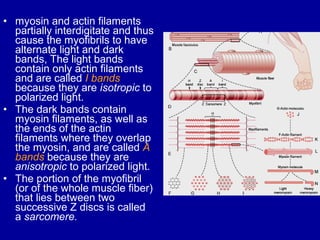 • myosin and actin filaments
partially interdigitate and thus
cause the myofibrils to have
alternate light and dark
bands, The light bands
contain only actin filaments
and are called I bands
because they are isotropic to
polarized light.
• The dark bands contain
myosin filaments, as well as
the ends of the actin
filaments where they overlap
the myosin, and are called A
bands because they are
anisotropic to polarized light.
• The portion of the myofibril
(or of the whole muscle fiber)
that lies between two
successive Z discs is called
a sarcomere.
 
