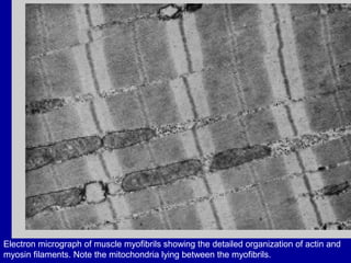 Electron micrograph of muscle myofibrils showing the detailed organization of actin and
myosin filaments. Note the mitochondria lying between the myofibrils.
 