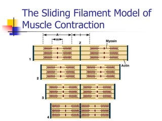 Skeletal Muscle Structure Ppt