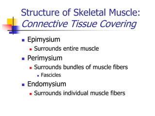 Skeletal Muscle Structure Ppt