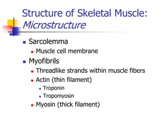 Structure Of Skeletal Muscle Ppt