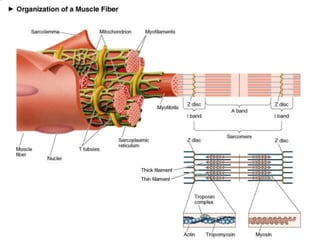 Skeletal Muscle Structure Ppt