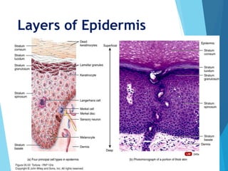 Structure of skin, Dry Skin and Acne | PPTX