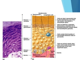 Structure of skin, Dry Skin and Acne | PPTX