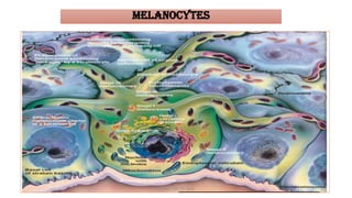 Structure of Skin | Layers of Skin | PDF