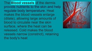 Structure of Skin ,different skin structures | PDF