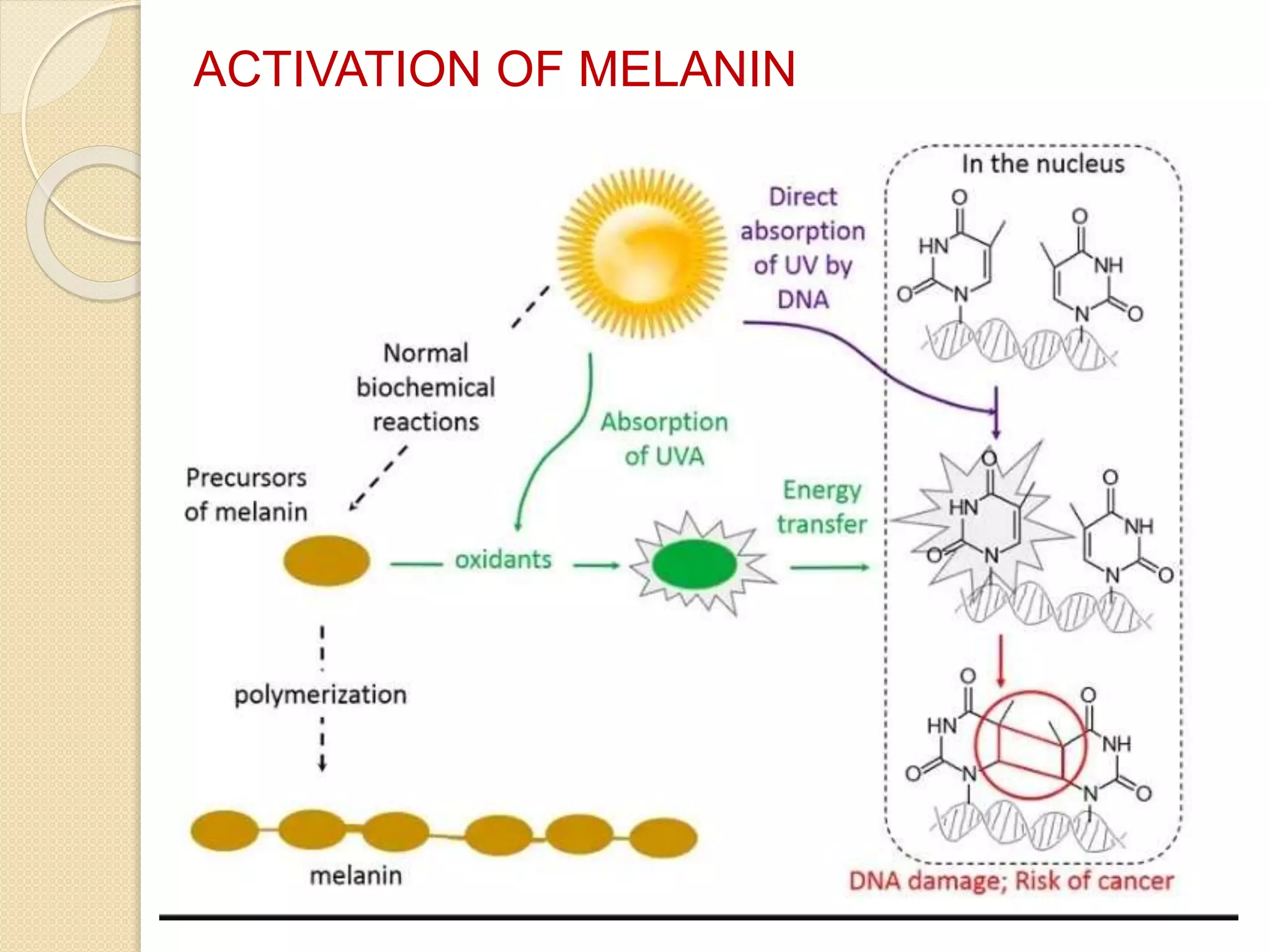 ACTIVATION OF MELANIN
 