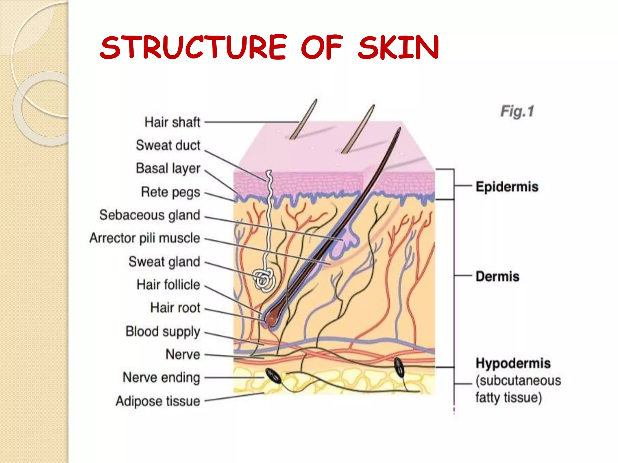 STRUCTURE OF SKIN
 
