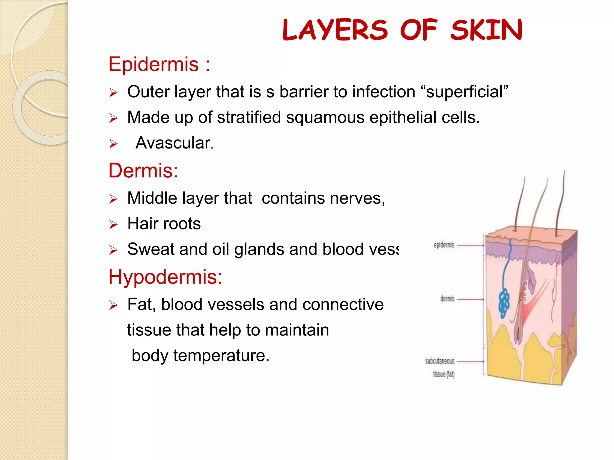 LAYERS OF SKIN
Epidermis :
 Outer layer that is s barrier to infection “superficial”
 Made up of stratified squamous epithelial cells.
 Avascular.
Dermis:
 Middle layer that contains nerves,
 Hair roots
 Sweat and oil glands and blood vessels.
Hypodermis:
 Fat, blood vessels and connective
tissue that help to maintain
body temperature.
 