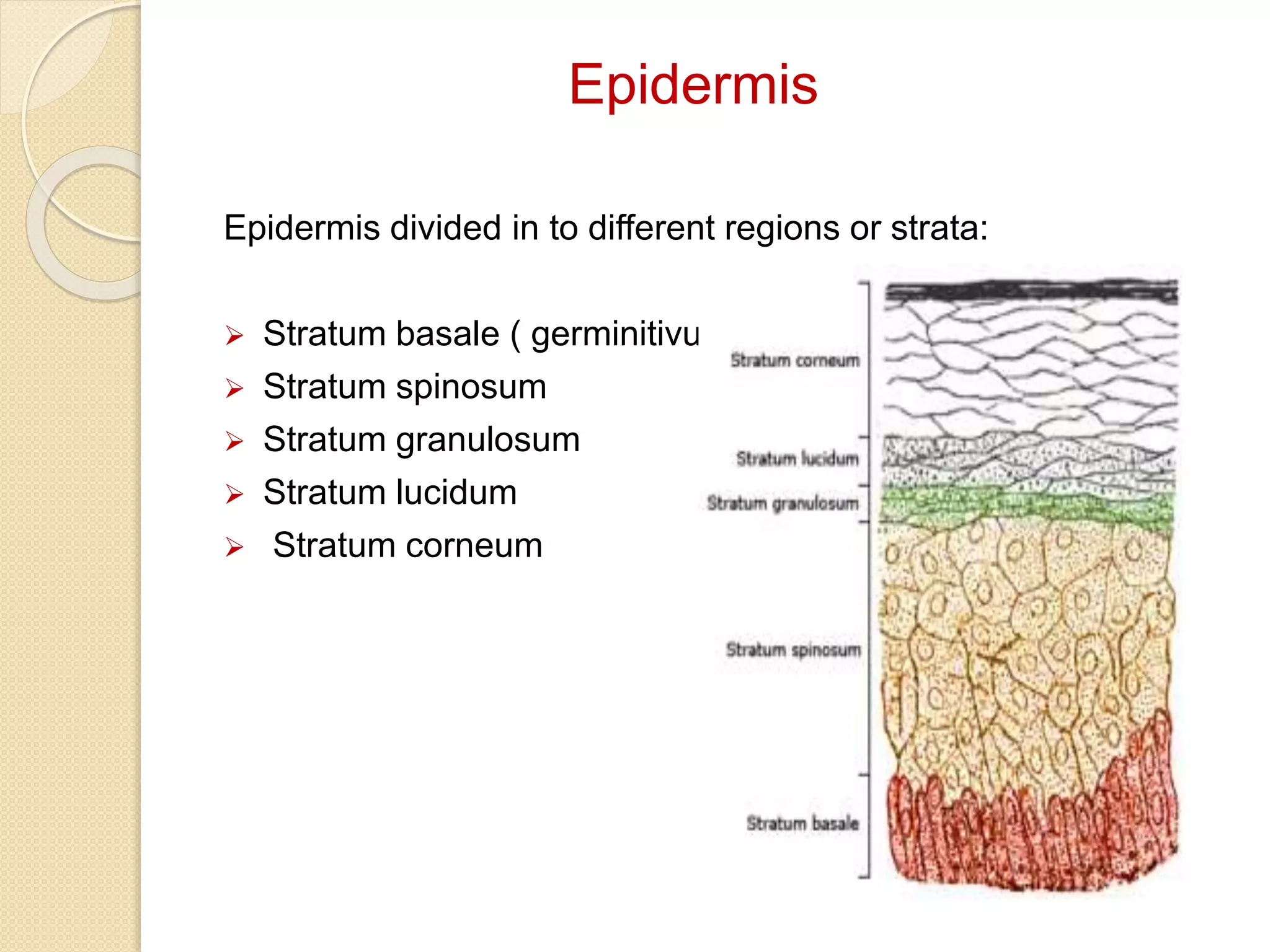 Epidermis
Epidermis divided in to different regions or strata:
 Stratum basale ( germinitivum)
 Stratum spinosum
 Stratum granulosum
 Stratum lucidum
 Stratum corneum
 