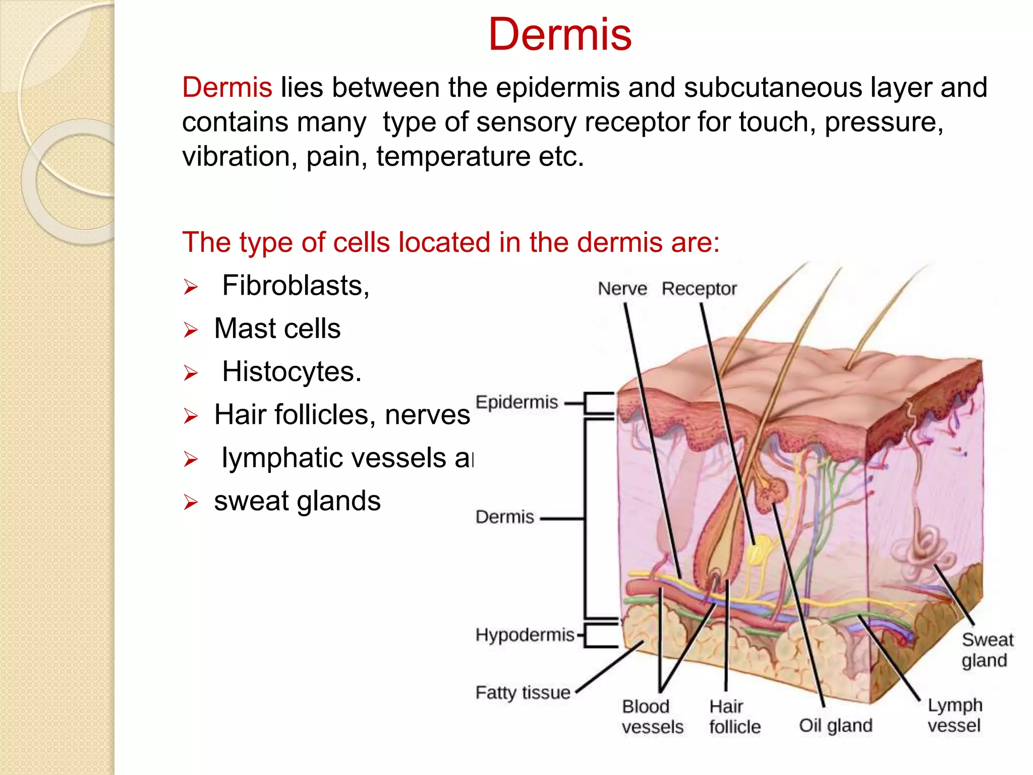 Dermis
Dermis lies between the epidermis and subcutaneous layer and
contains many type of sensory receptor for touch, pressure,
vibration, pain, temperature etc.
The type of cells located in the dermis are:
 Fibroblasts,
 Mast cells
 Histocytes.
 Hair follicles, nerves ,
 lymphatic vessels and
 sweat glands
 