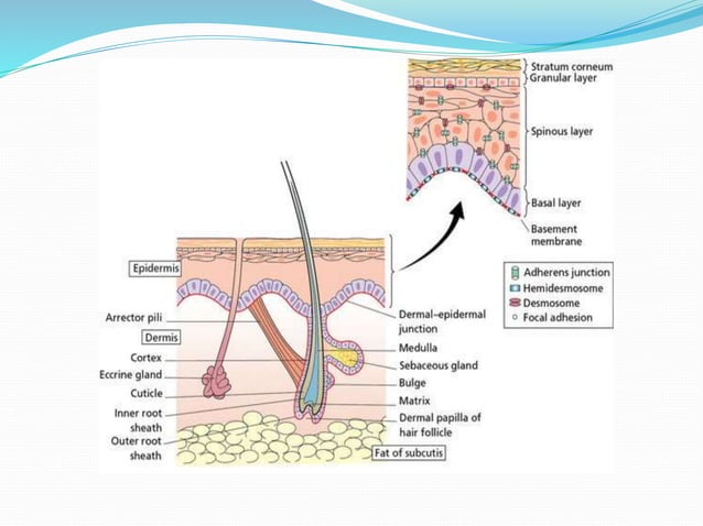 Structure of skin | PPTX | Skin and Dermatology | Diseases and Conditions