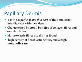 Structure of skin | PPTX
