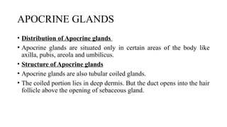 Structure of skin_Nursing_Applied anatomy and physiology | PPTX