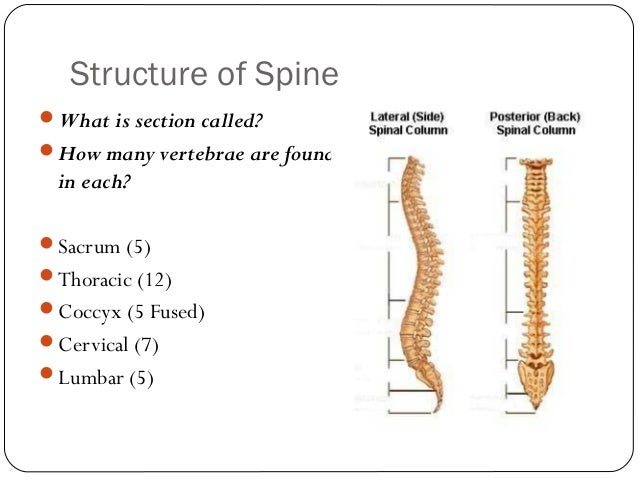 Structure of spine and vertebrae
