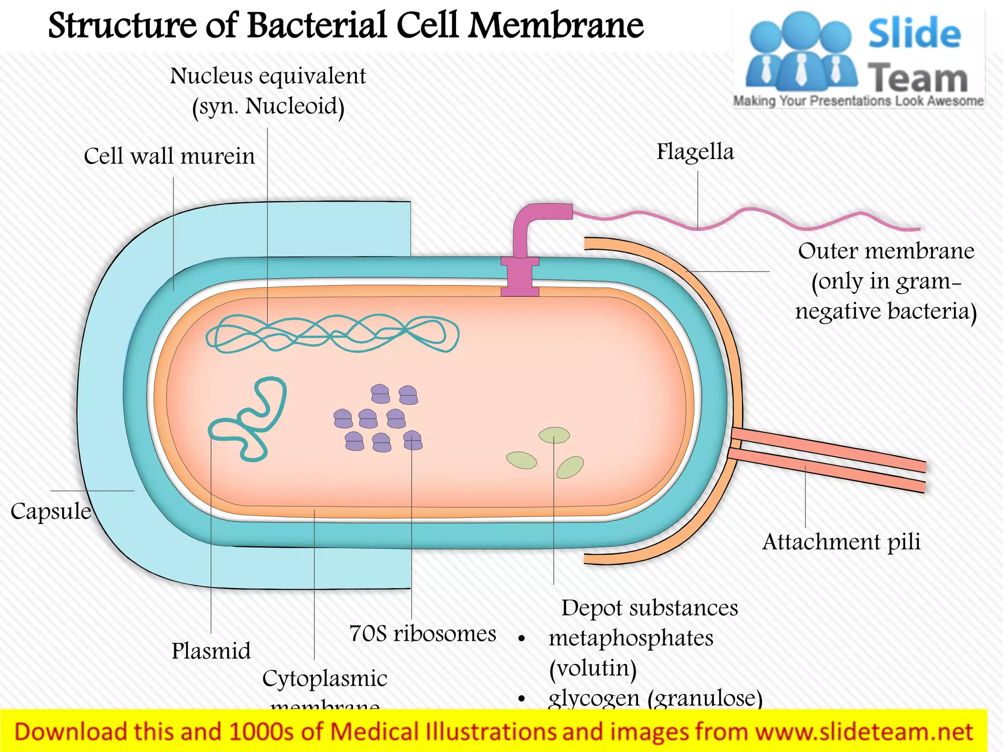 Structure of Bacterial Cell Membrane
Flagella
Nucleus equivalent
(syn. Nucleoid)
Cell wall murein
Capsule
Plasmid
Cytoplasmic
membrane
70S ribosomes
Depot substances
• metaphosphates
(volutin)
• glycogen (granulose)
Attachment pili
Outer membrane
(only in gram-
negative bacteria)
 