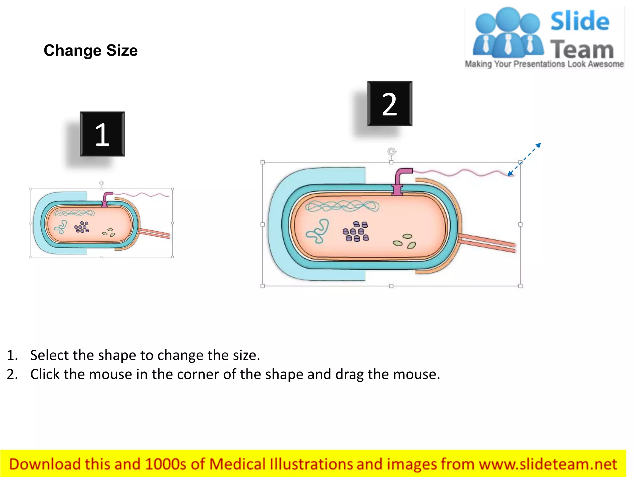 1. Select the shape to change the size.
2. Click the mouse in the corner of the shape and drag the mouse.
Change Size
1
2
 