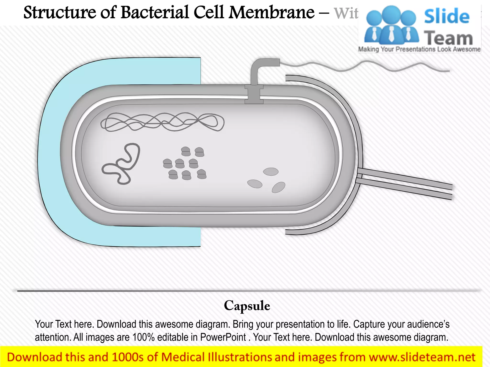 Your Text here. Download this awesome diagram. Bring your presentation to life. Capture your audience’s
attention. All images are 100% editable in PowerPoint . Your Text here. Download this awesome diagram.
Structure of Bacterial Cell Membrane – With Highlighted Part
 