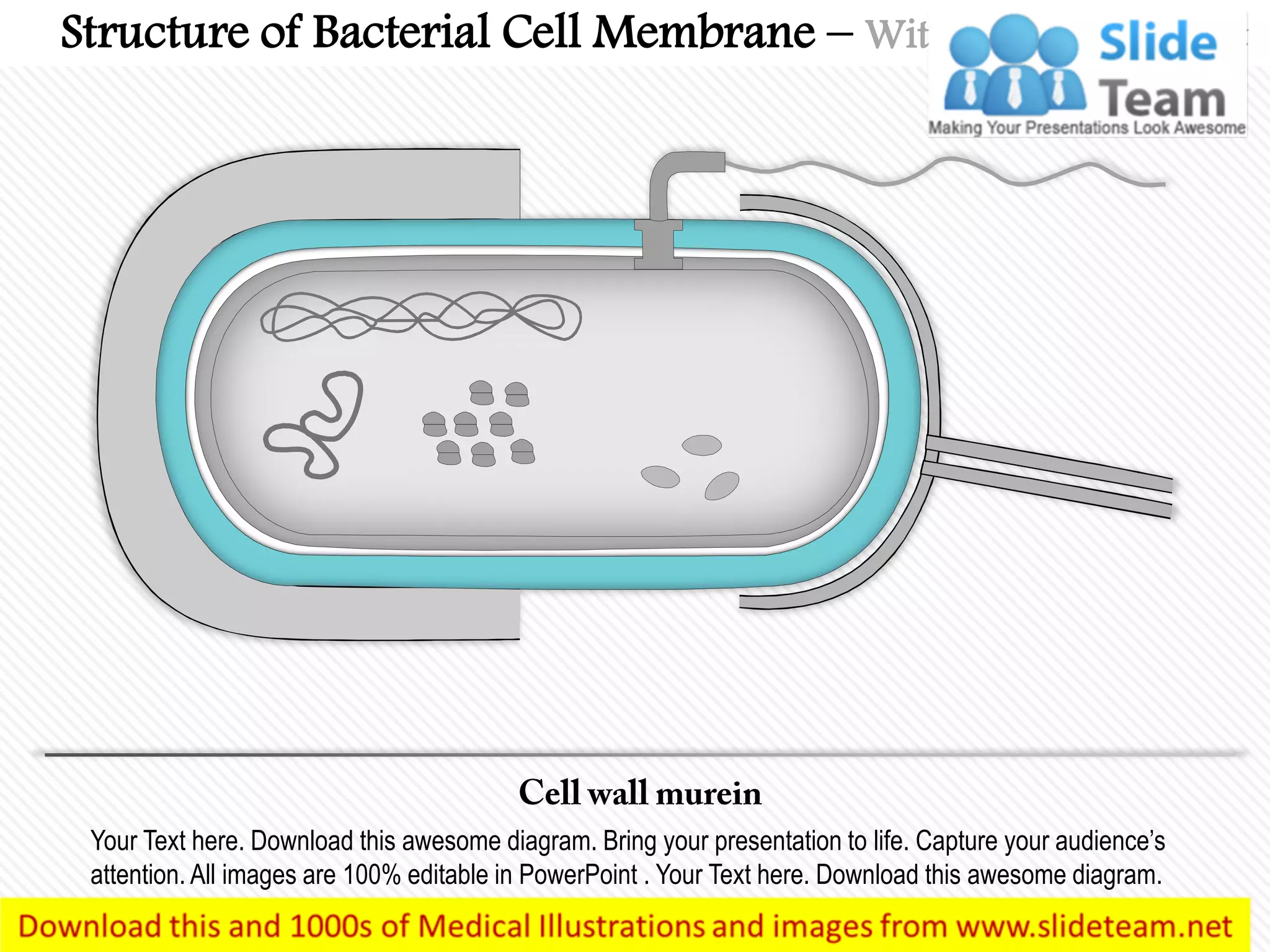Your Text here. Download this awesome diagram. Bring your presentation to life. Capture your audience’s
attention. All images are 100% editable in PowerPoint . Your Text here. Download this awesome diagram.
Structure of Bacterial Cell Membrane – With Highlighted Part
 