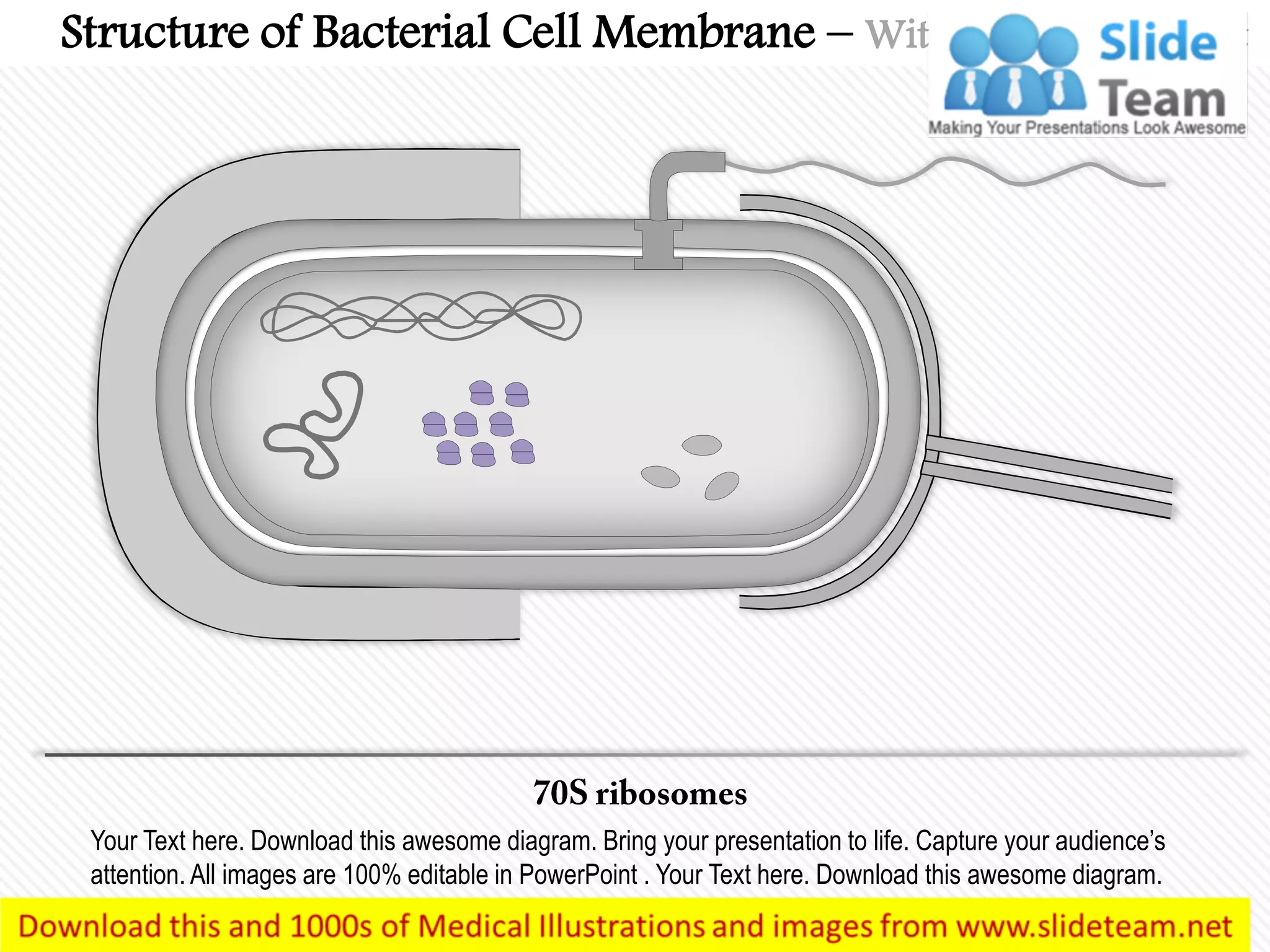 Your Text here. Download this awesome diagram. Bring your presentation to life. Capture your audience’s
attention. All images are 100% editable in PowerPoint . Your Text here. Download this awesome diagram.
Structure of Bacterial Cell Membrane – With Highlighted Part
 
