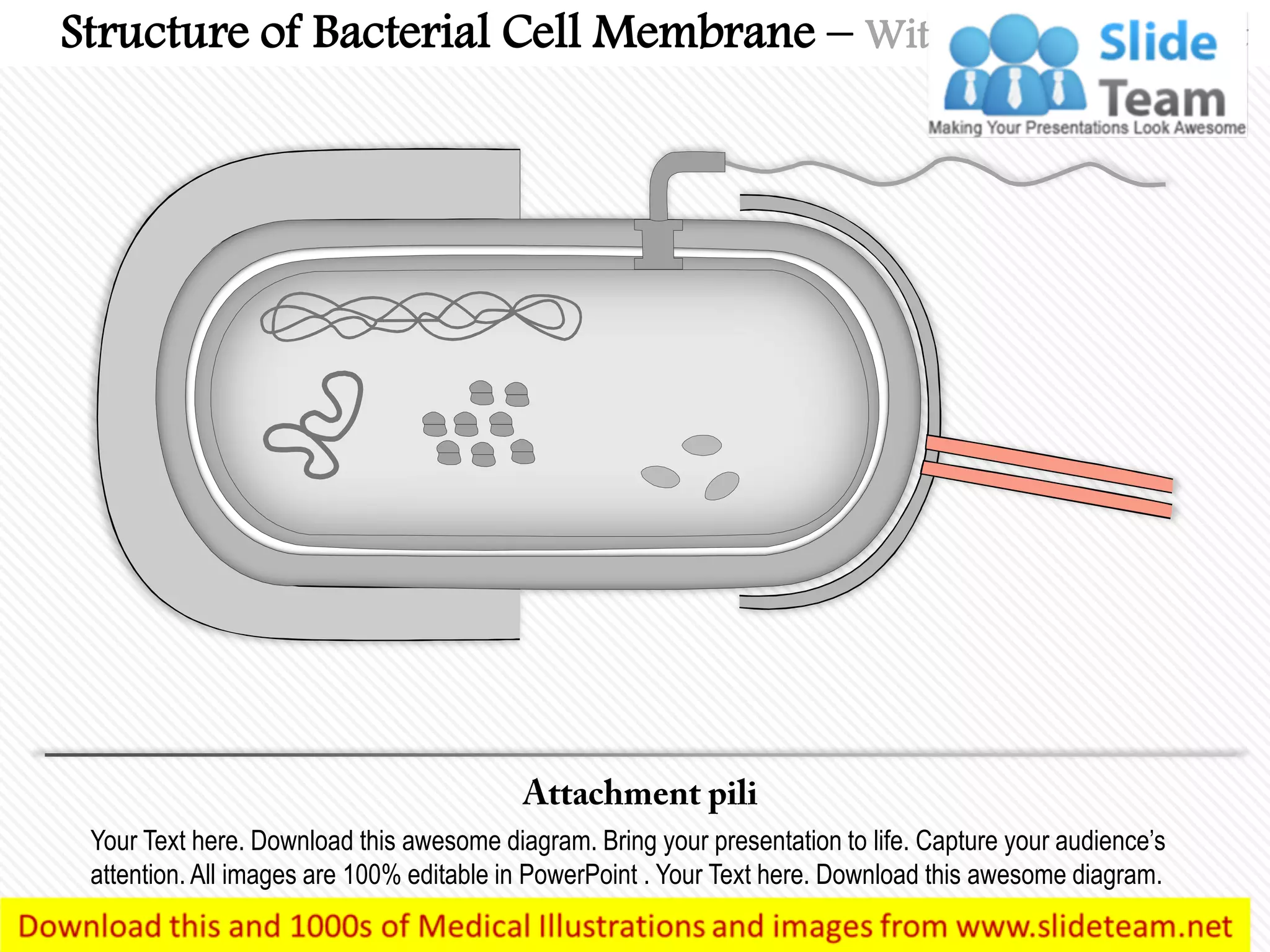 Your Text here. Download this awesome diagram. Bring your presentation to life. Capture your audience’s
attention. All images are 100% editable in PowerPoint . Your Text here. Download this awesome diagram.
Structure of Bacterial Cell Membrane – With Highlighted Part
 