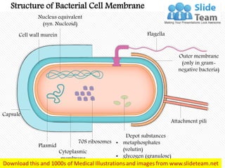 Structure of Bacterial Cell Membrane
Flagella
Nucleus equivalent
(syn. Nucleoid)
Cell wall murein
Capsule
Plasmid
Cytoplasmic
membrane
70S ribosomes
Depot substances
• metaphosphates
(volutin)
• glycogen (granulose)
Attachment pili
Outer membrane
(only in gram-
negative bacteria)
 
