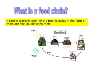 Structure Of The Ecosystem | PPT