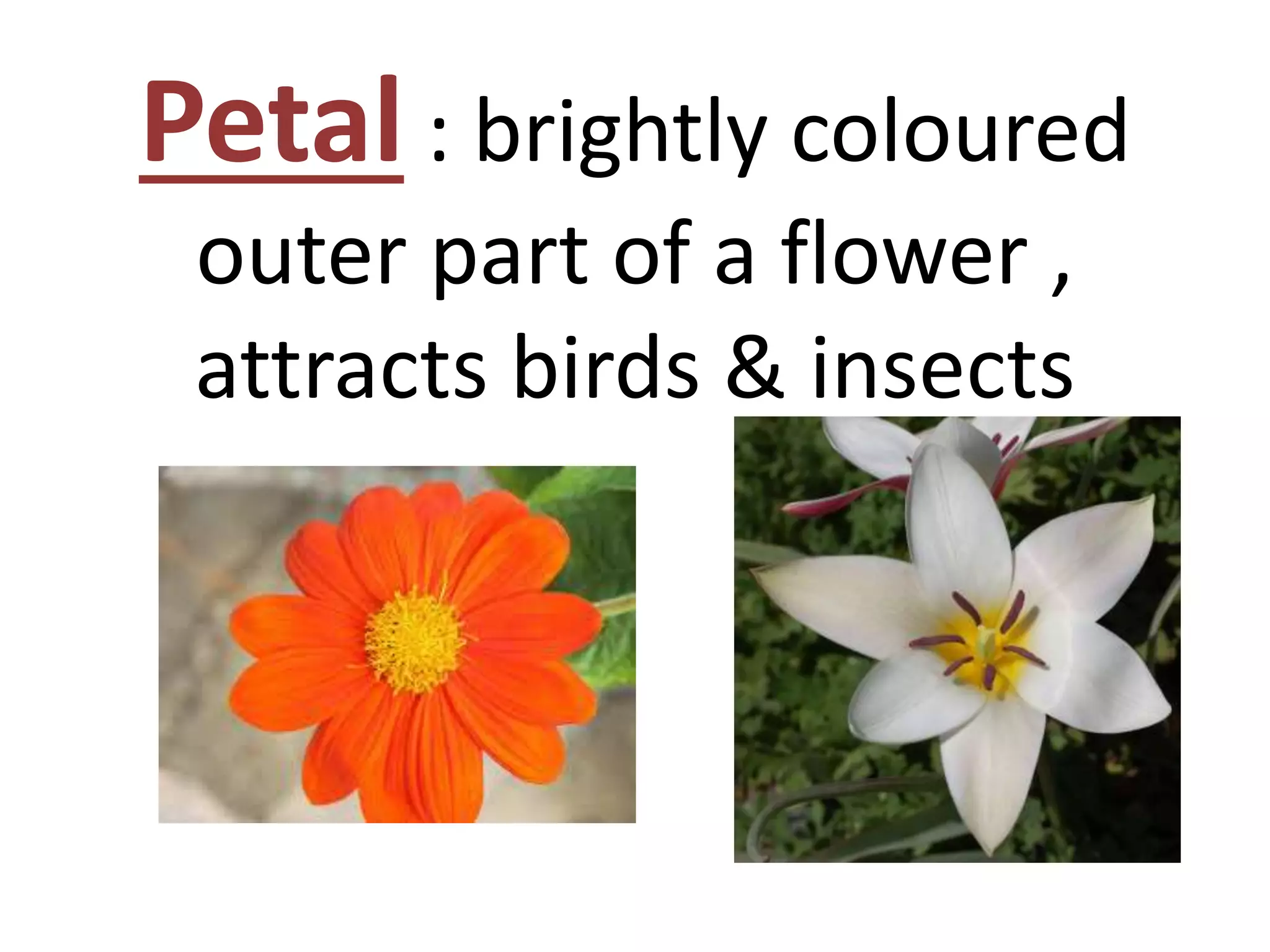 Petal : brightly coloured
outer part of a flower ,
attracts birds & insects
 