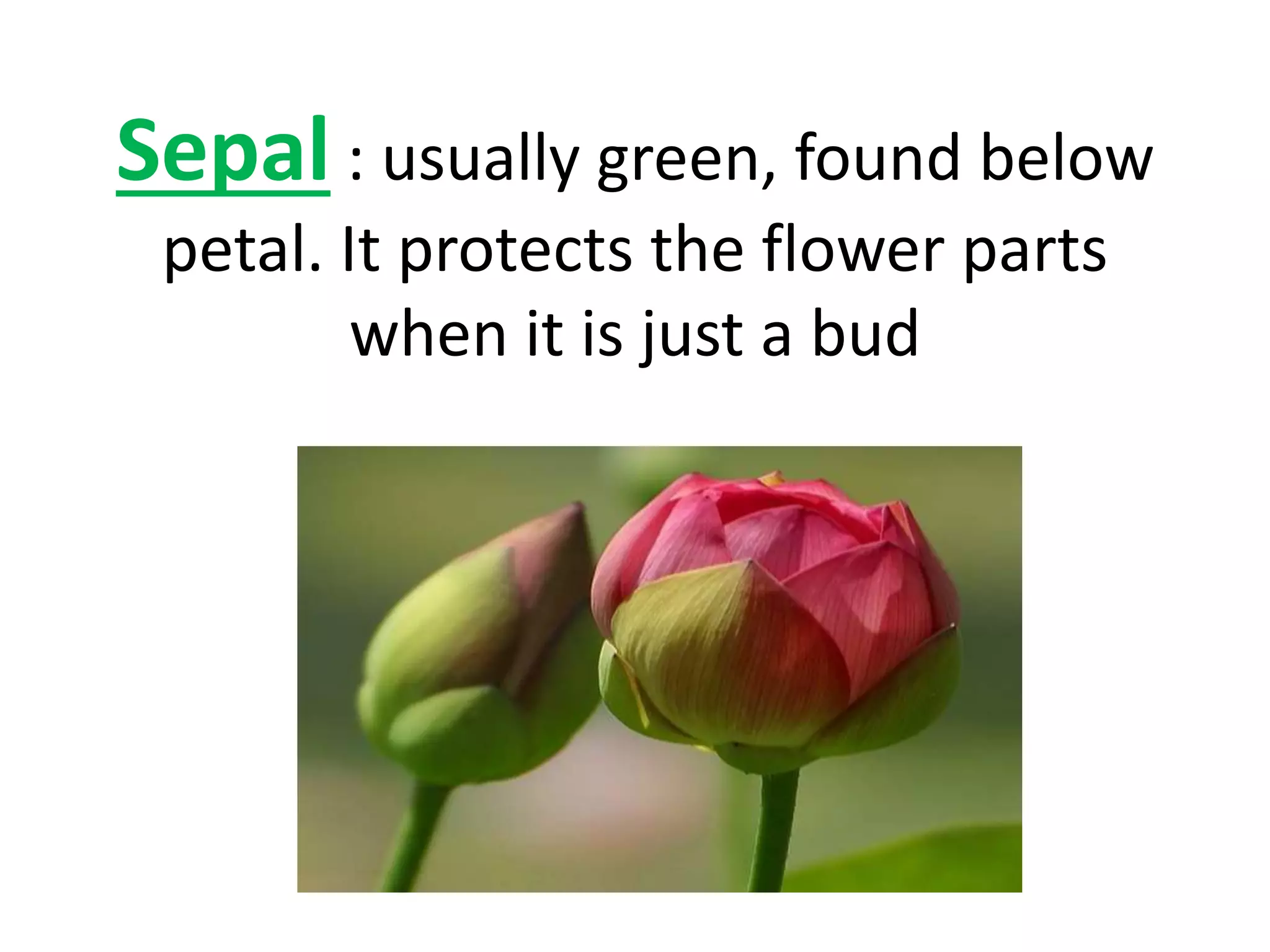 Sepal : usually green, found below
petal. It protects the flower parts
when it is just a bud
 