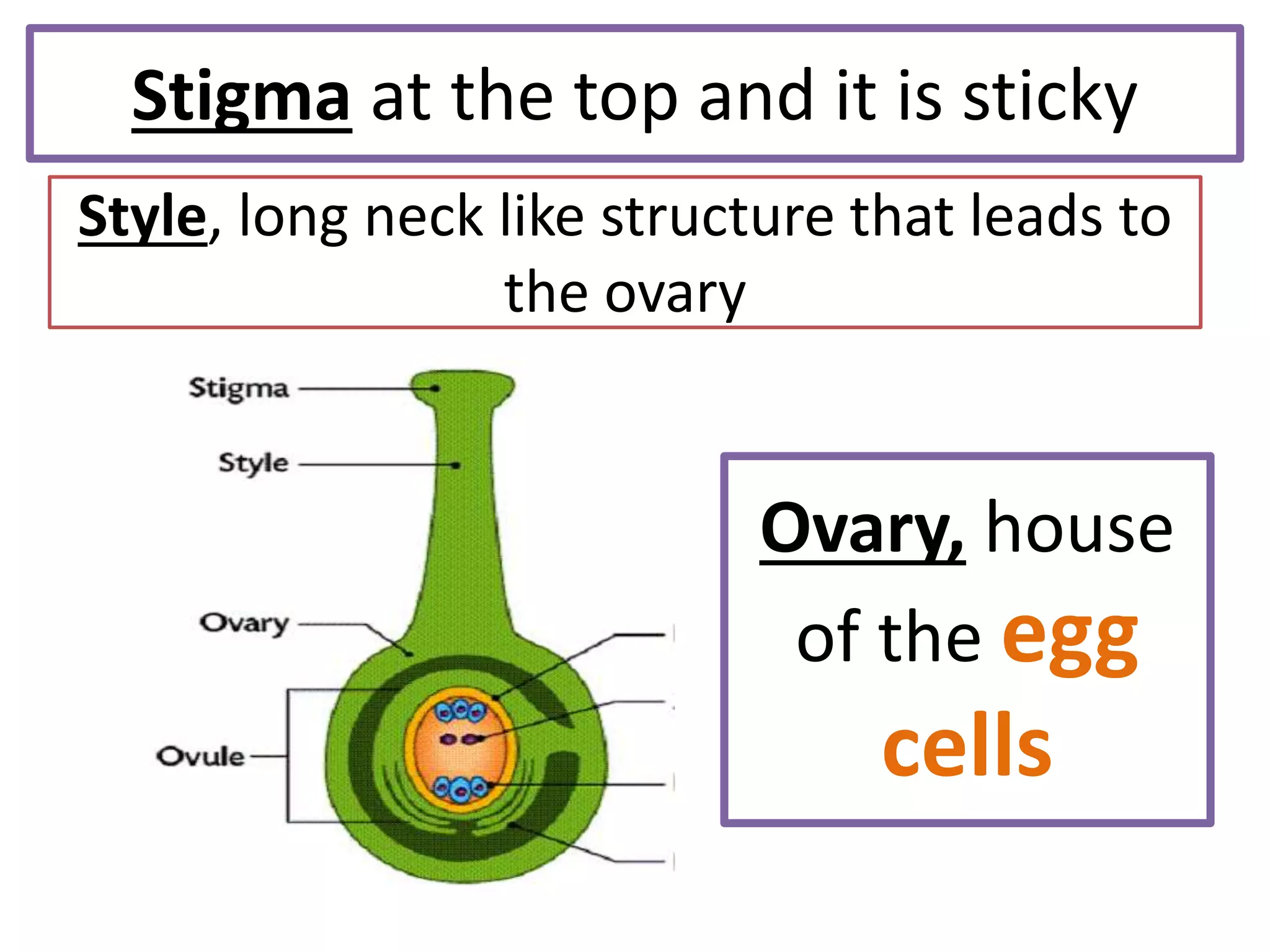 Stigma at the top and it is sticky
Style, long neck like structure that leads to
the ovary
Ovary, house
of the egg
cells
 