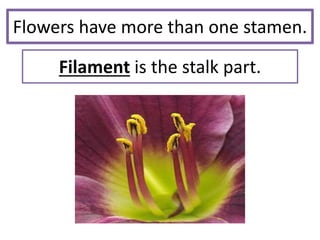 Flowers have more than one stamen.
Filament is the stalk part.
 