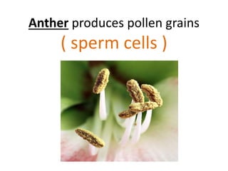 Anther produces pollen grains
( sperm cells )
 