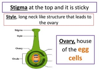 Stigma at the top and it is sticky
Style, long neck like structure that leads to
the ovary
Ovary, house
of the egg
cells
 
