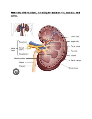 Structure of the kidneys, including the renal cortex, medulla, and
pelvis.
 