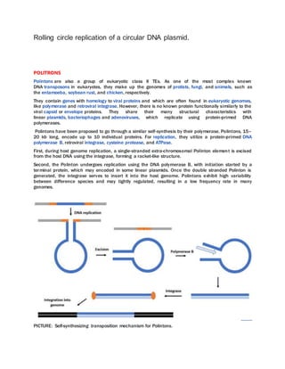 Rolling circle replication of a circular DNA plasmid.
POLITRONS
Polintons are also a group of eukaryotic class II TEs. As one of the most complex known
DNA transposons in eukaryotes, they make up the genomes of protists, fungi, and animals, such as
the entamoeba, soybean rust, and chicken, respectively.
They contain genes with homology to viral proteins and which are often found in eukaryotic genomes,
like polymerase and retroviral integrase. However, there is no known protein functionally similarly to the
viral capsid or envelope proteins. They share their many structural characteristics with
linear plasmids, bacteriophages and adenoviruses, which replicate using protein-primed DNA
polymerases.
Polintons have been proposed to go through a similar self-synthesis by their polymerase. Polintons, 15–
20 kb long, encode up to 10 individual proteins. For replication, they utilize a protein-primed DNA
polymerase B, retroviral integrase, cysteine protease, and ATPase.
First, during host genome replication, a single-stranded extra-chromosomal Polinton element is excised
from the host DNA using the integrase, forming a racket-like structure.
Second, the Polinton undergoes replication using the DNA polymerase B, with initiation started by a
terminal protein, which may encoded in some linear plasmids. Once the double stranded Polinton is
generated, the integrase serves to insert it into the host genome. Polintons exhibit high variability
between difference species and may tightly regulated, resulting in a low frequency rate in many
genomes.
PICTURE: Self-synthesizing transposition mechanism for Polintons.
 