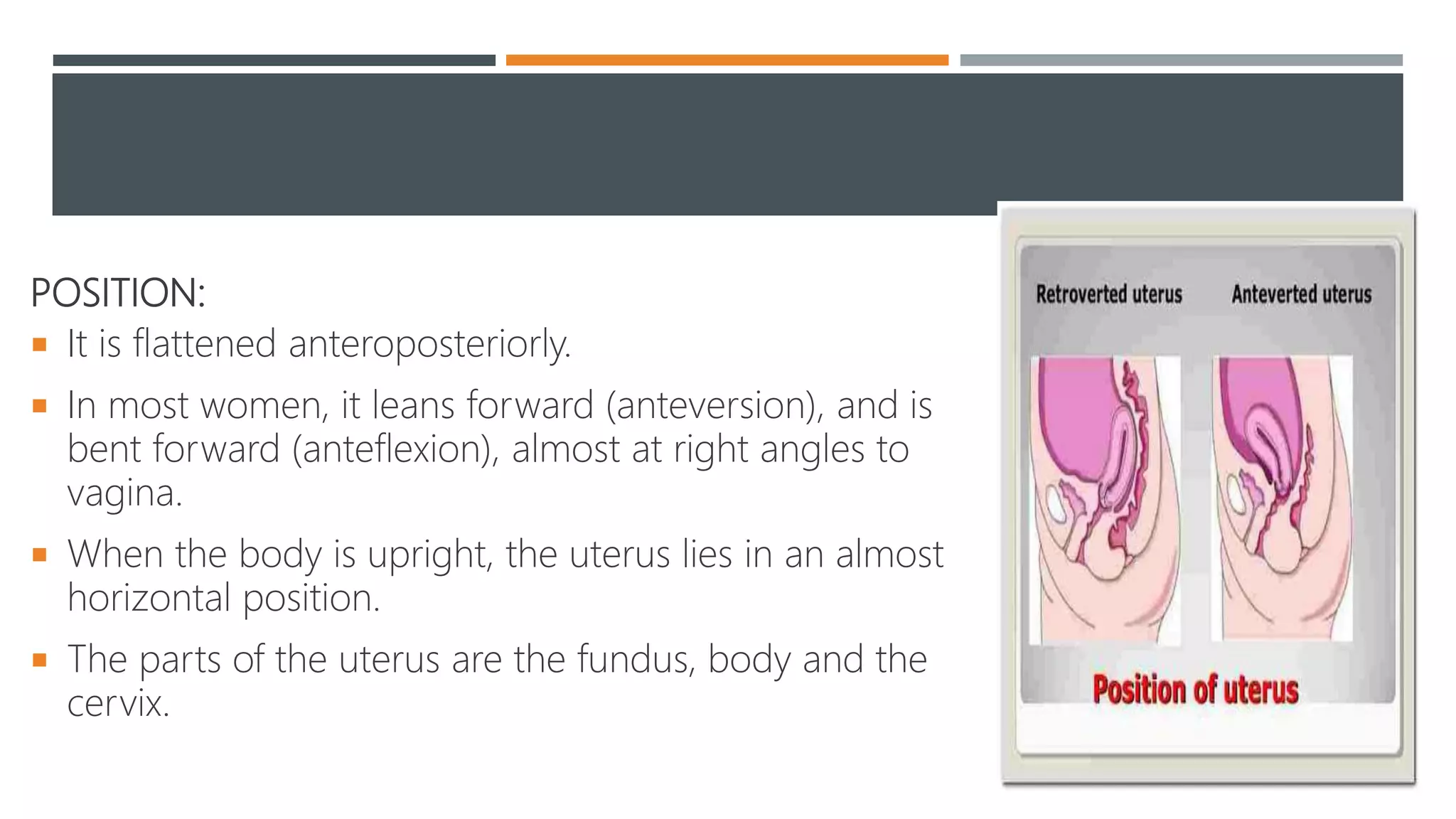 Structure of uterus | PPTX
