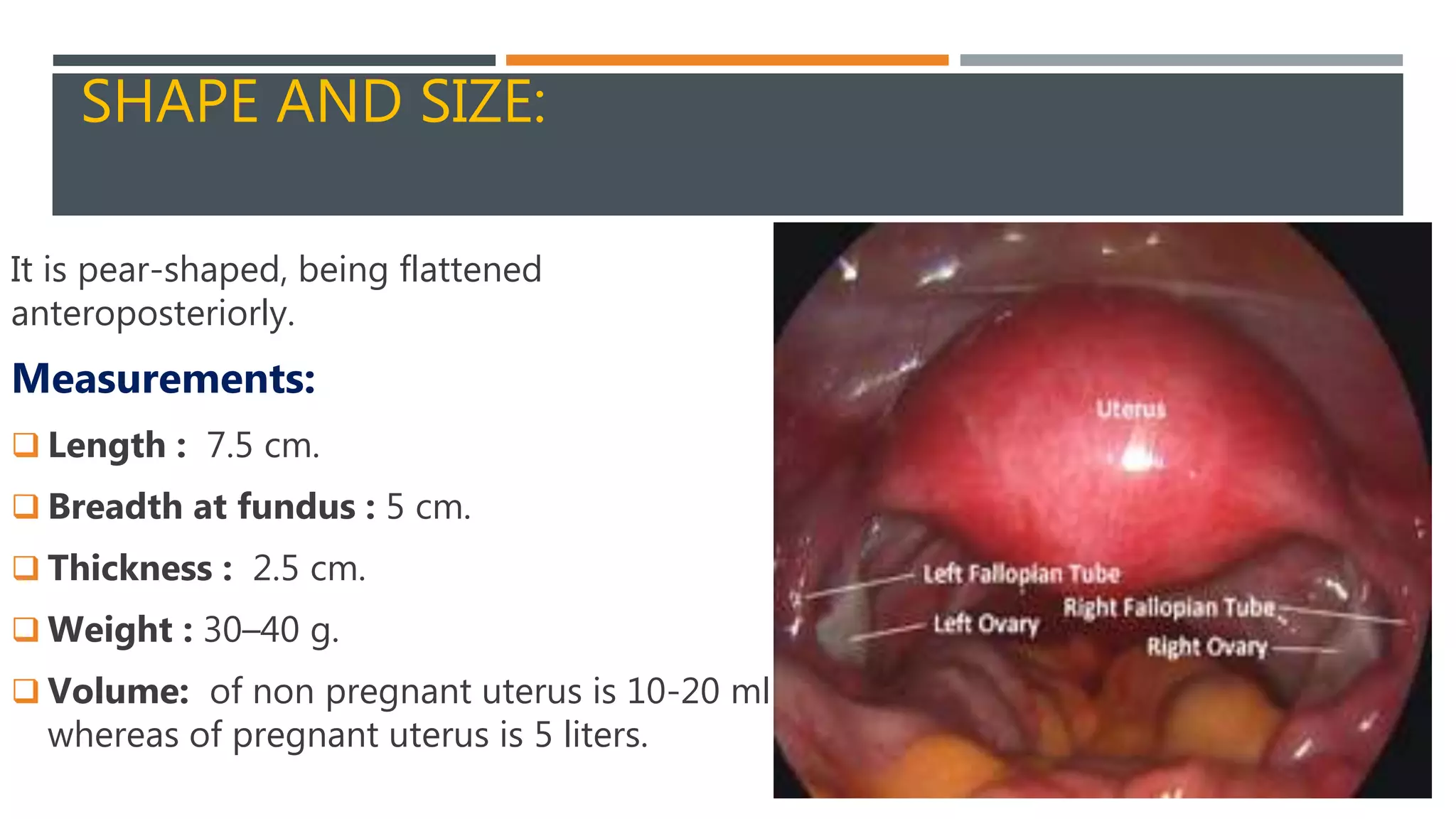 Structure Of Uterus PPTX Structure Of Uterus PPTX